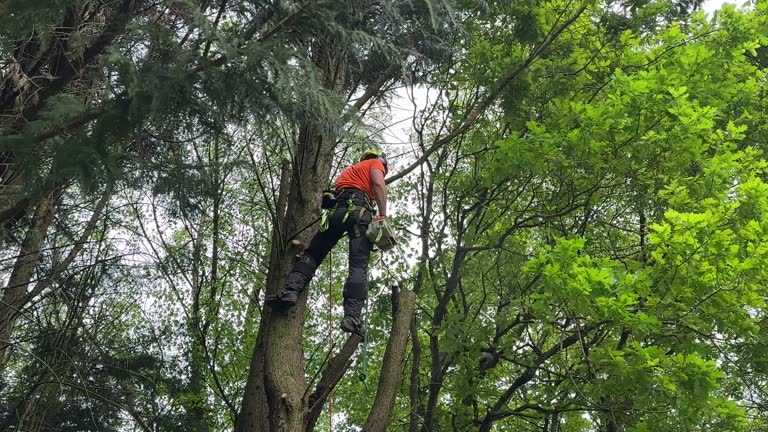 How Our Tree Care Process Works  in West Plains, MO